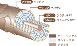 キューティクル コルテックス メデュラ